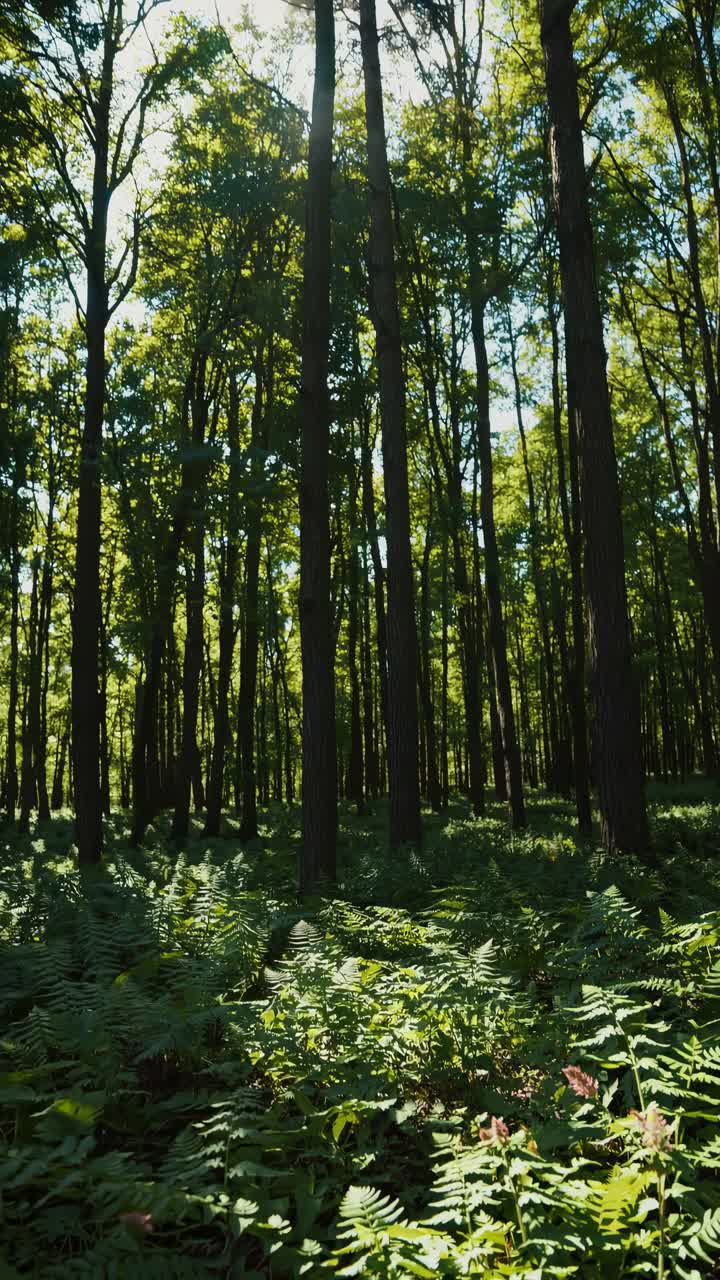 Una serena scena di una foresta catturata da una bassa angolazione, che mostra alberi alti e felci lussureggianti