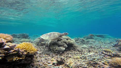 A-sea-turtle-navigates-through-colorful-corals-as-the-camera-smoothly-follows-its-path