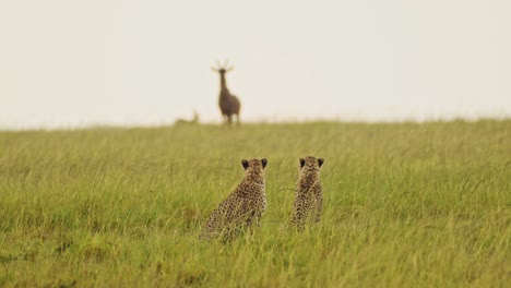 slow motion of cheetah hunting topi in the rain on a hunt, african wildlife safari animals in masai mara, africa when raining in rainy season in maasai mara, kenya, amazing animal behavior