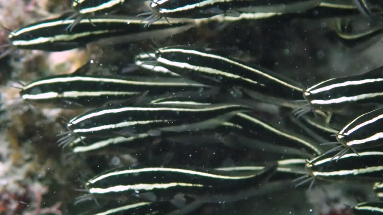 Super close up on juveniles striped-eel catfish while forming a dense ball-shaped school in a shallow reef. Moalboal, Cebu Philippines.