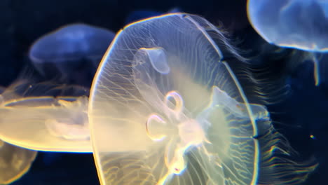 two large jellyfish floating gently underwater in clear tank with dark background lighting, translucent glowing backdrop