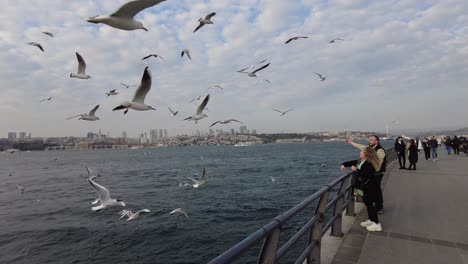 feeding seagulls in istanbul