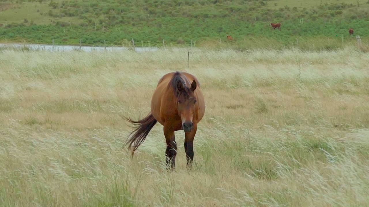 caballo parado en un pasto, pastando, mirando la cámara, mientras la hierba se mueve en el viento, uruguay
