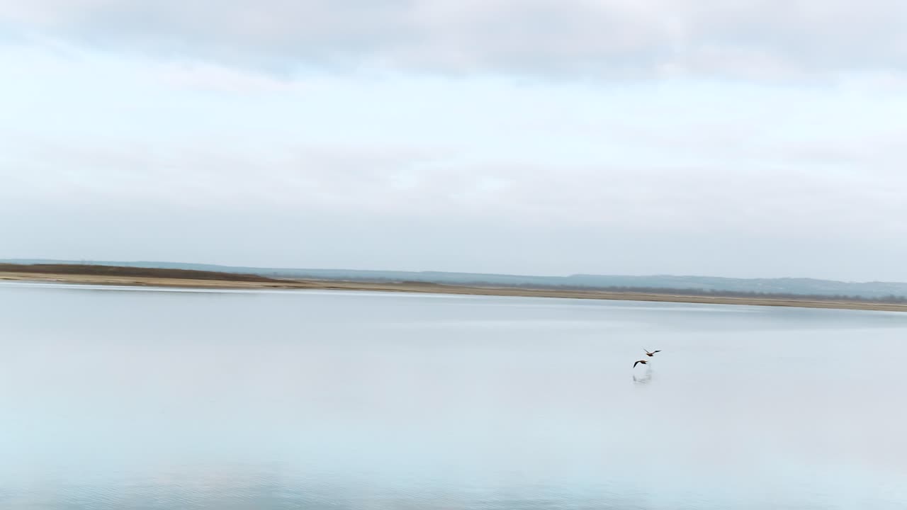 patos volando sobre un lago tranquilo