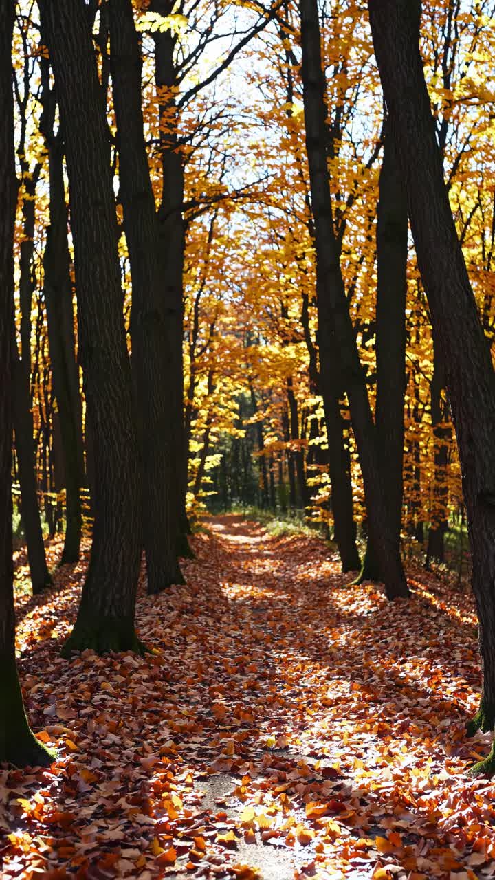 A serene autumn forest path with fallen leaves, captured from a low-angle perspective