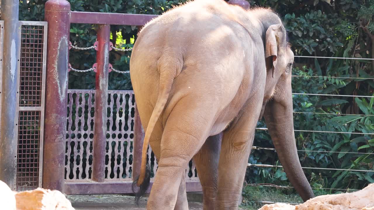 동물원 안에서 움직이는 코끼리