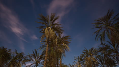 palmeras con siluetas contra un cielo nocturno