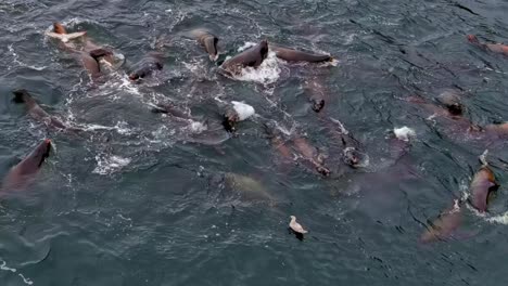 Herd-of-Sea-Lions-in-the-Pacific-Ocean