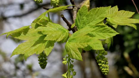 newly unfurled sycamore tree leaves and flowers