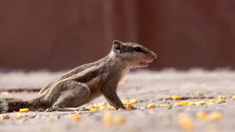 la ardilla de palma india o la ardilla de palma de tres rayas (funambulus palmarum) es una especie de roedor de la familia sciuridae que se encuentra naturalmente en la india (sur de las vindhyas) y sri lanka.