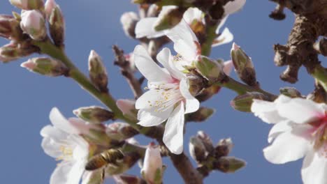 bee moving between almond blossoms