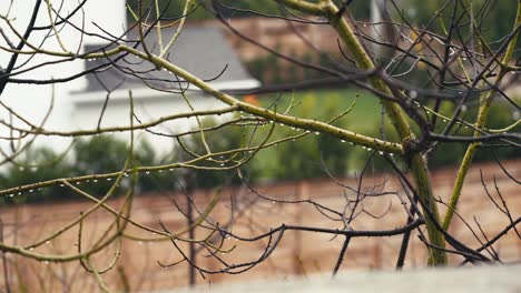 tree branches on rainy season day, water drops and raindrops, slow motion