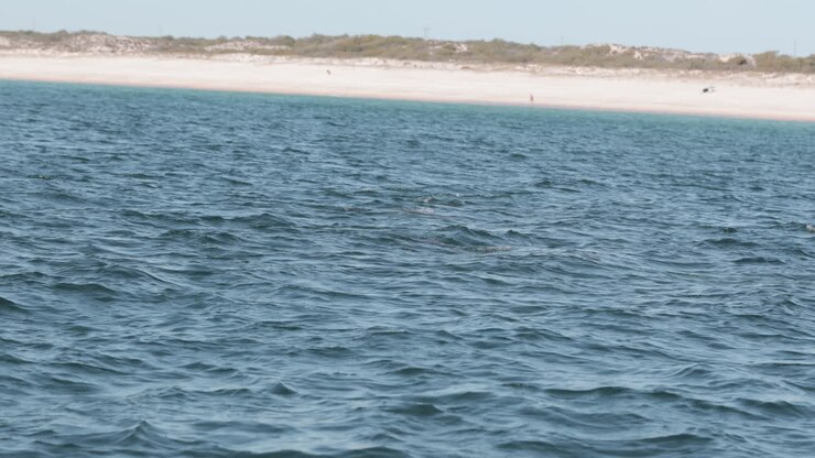 Gruppo di delfini nuota nell'oceano blu profondo della spiaggia di Comporta in Portogallo