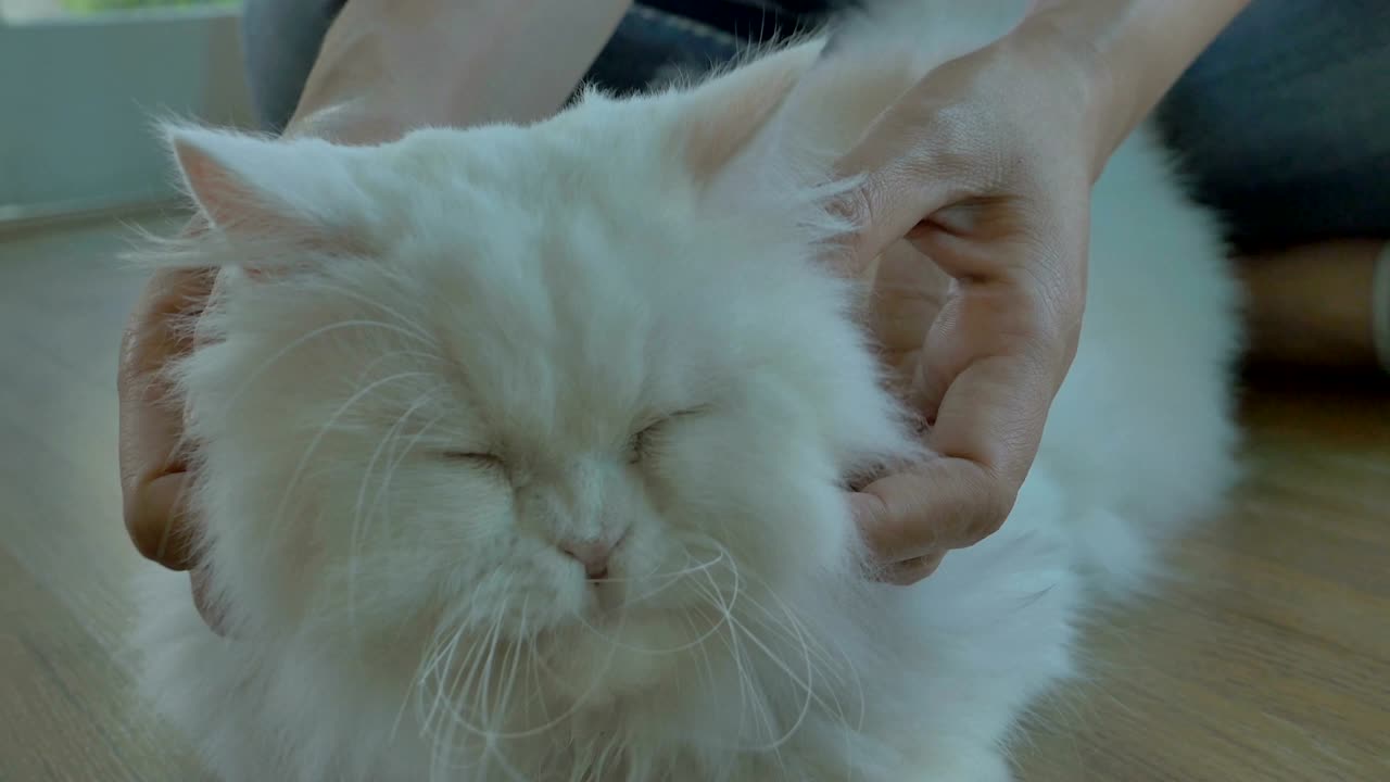 사랑스러운 아시아 여성이 그녀의 페르시아 고양이와 놀고 있습니다.