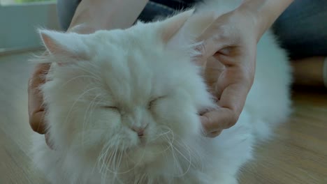 4k: encantadora mujer asiática juega con su gato persa