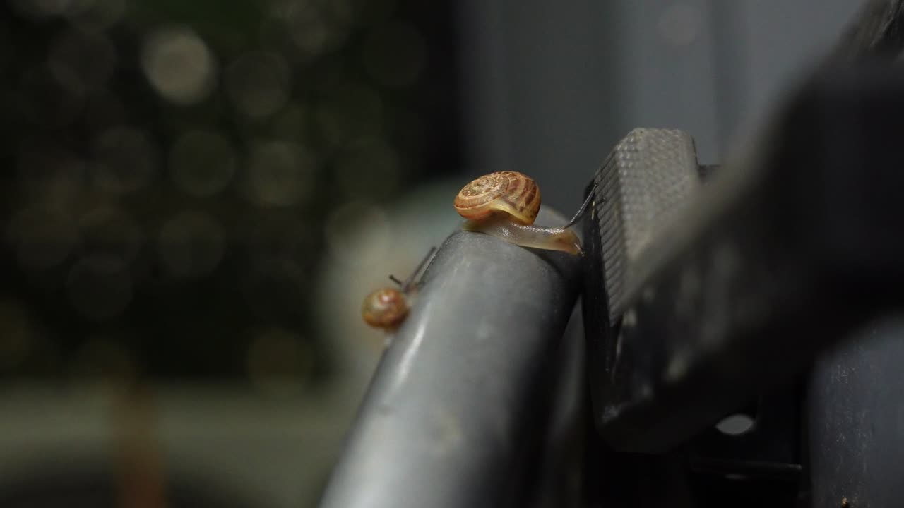 Detailed 4K close-up of a garden snail crawling on a metallic bar. The focus is on the snail's shell and antennae as it moves slowly against a blurred background