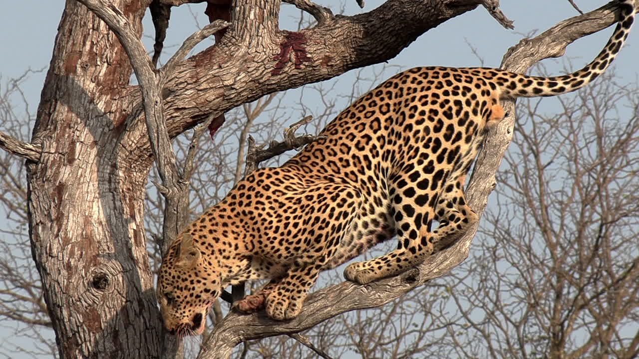 un gran leopardo macho desciende rápidamente de un árbol en un matorral africano
