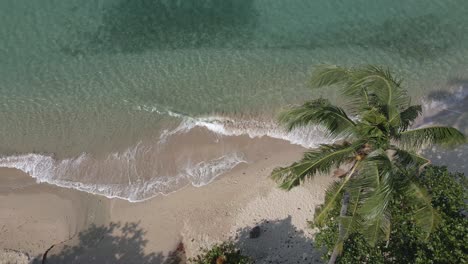 Antena-Vista-De-Pájaro-Palmera-Playa-Tranquilo-Océano-Vueltas-En-La-Orilla