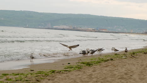 gaviota a cámara lenta aterrizando como un avión y reduciendo la velocidad con las alas
