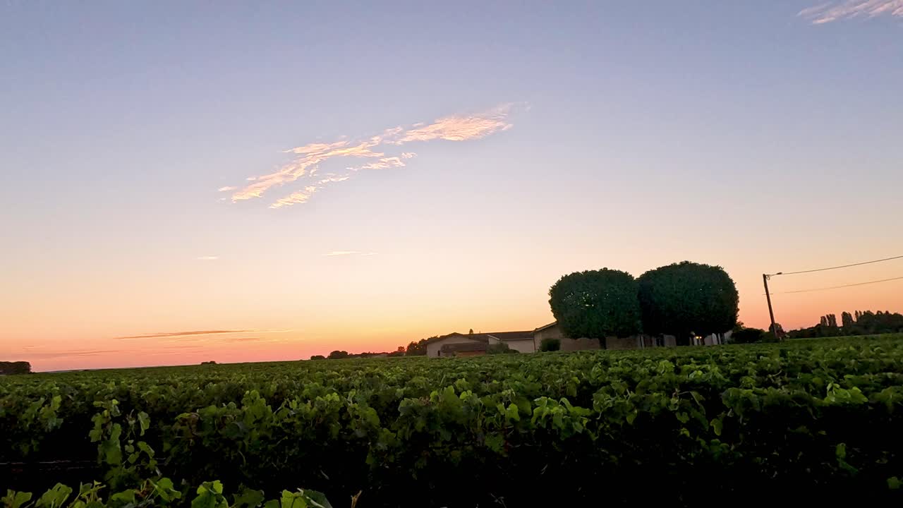 Grapevines at sunset in Saint Emilion, France