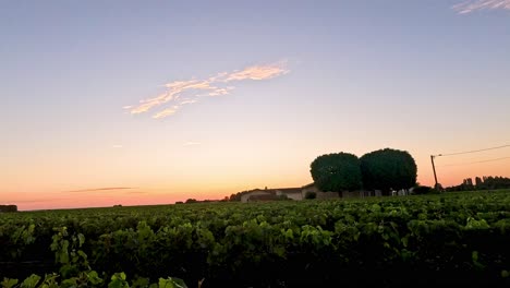 las vides al atardecer en saint emilion, francia