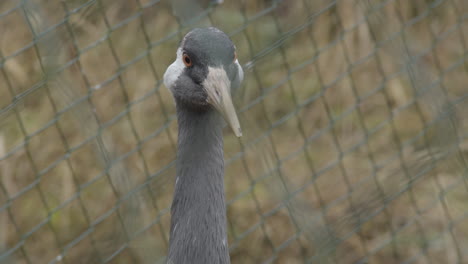 retrato cercano de una grulla de nuca blanca en una jaula de pájaros