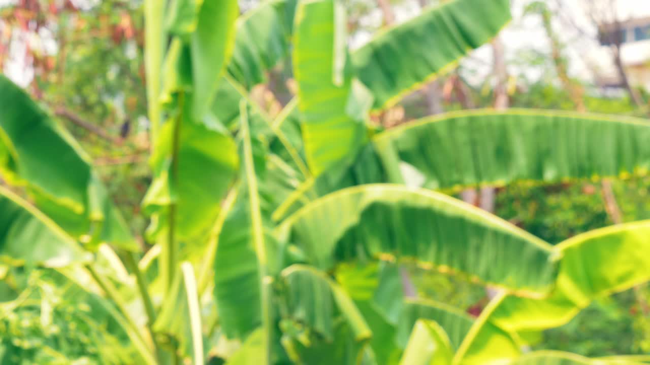 초점이 맞지 않는 효과가 있는 정원에서 자라는 바나나 다발