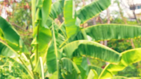 un montón de plátanos en crecimiento en el jardín con efecto desenfocado