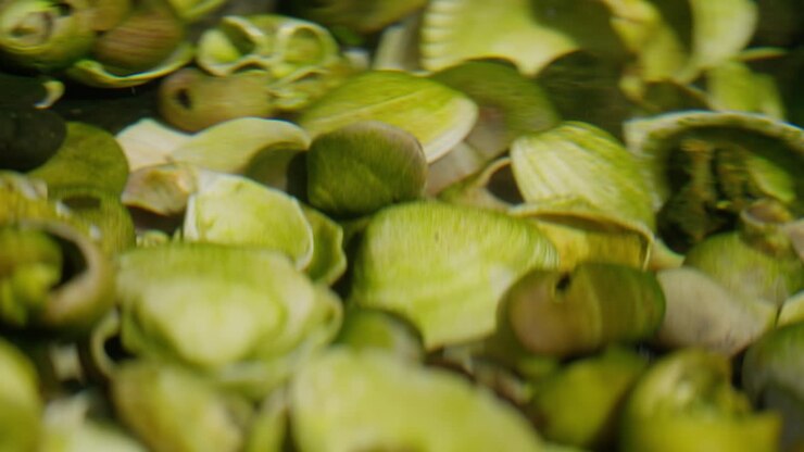 Lieve increspature si muovono sopra le conchiglie in una pozza di roccia calma e tranquilla