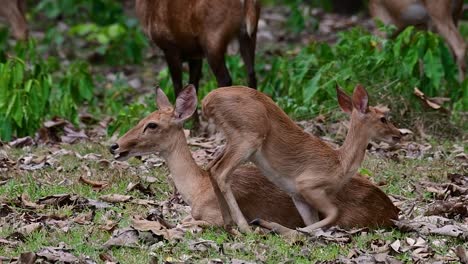 the eld's deer is an endangered species due to habitat loss and hunting