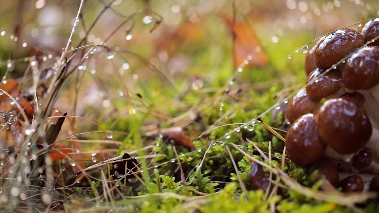 비가 오는  ⁇ 빛이 비는 숲에서  ⁇ 의 아가릭의 armillaria 버섯.