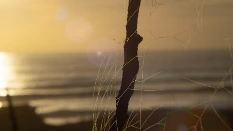 Araña-Y-Web-En-Madera-Seca-Con-Playa-Exótica-En-El-Fondo,-Puesta-De-Sol-De-Lapso-De-Tiempo