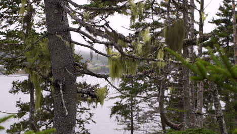 coastal trees in newfoundland, canada with grandpa's beard