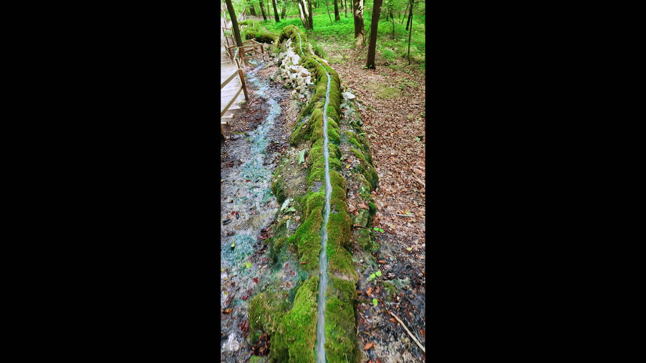 Rare phenomenon of water emerging from the ground creating a channel-like structure. Stream in a stone channel in the forest. Vertical video