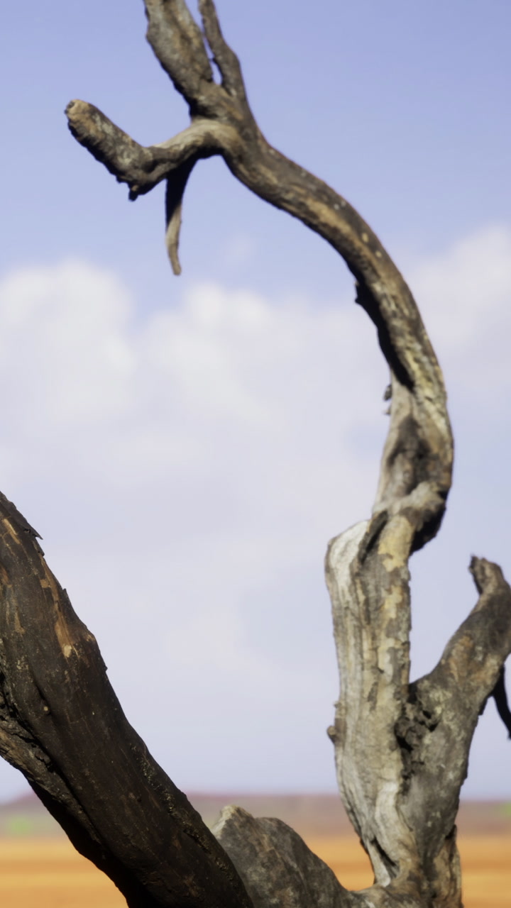 Weathered tree branch stands tall against a clear blue sky in a vast landscape