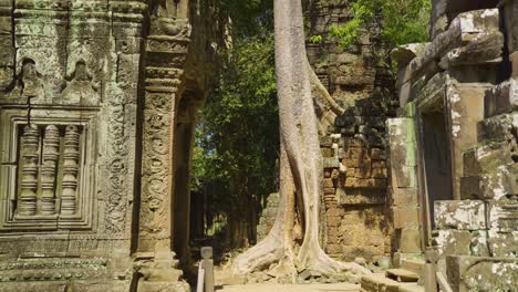 ta prohm temple giant tree, siem reap, cambodia