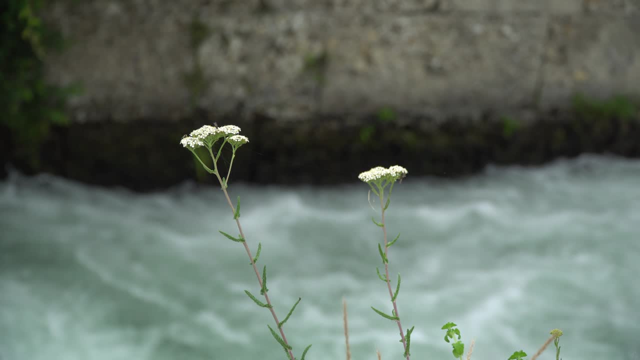 Stamen plant swayed in the wind with stream water behind, tranquil scene good for meditation.