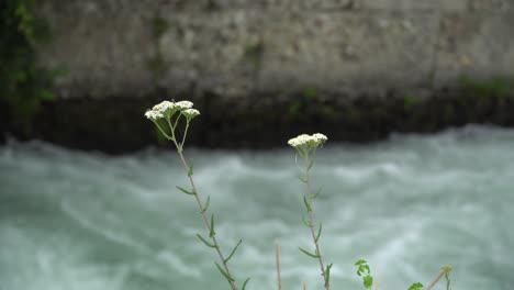 stamen plant swayed in the wind with stream water behind, tranquil scene good for meditation.