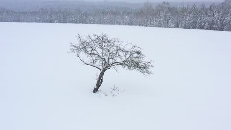 orbiting around a bare apple tree in a snowy field during a blizzard slow motion aerial