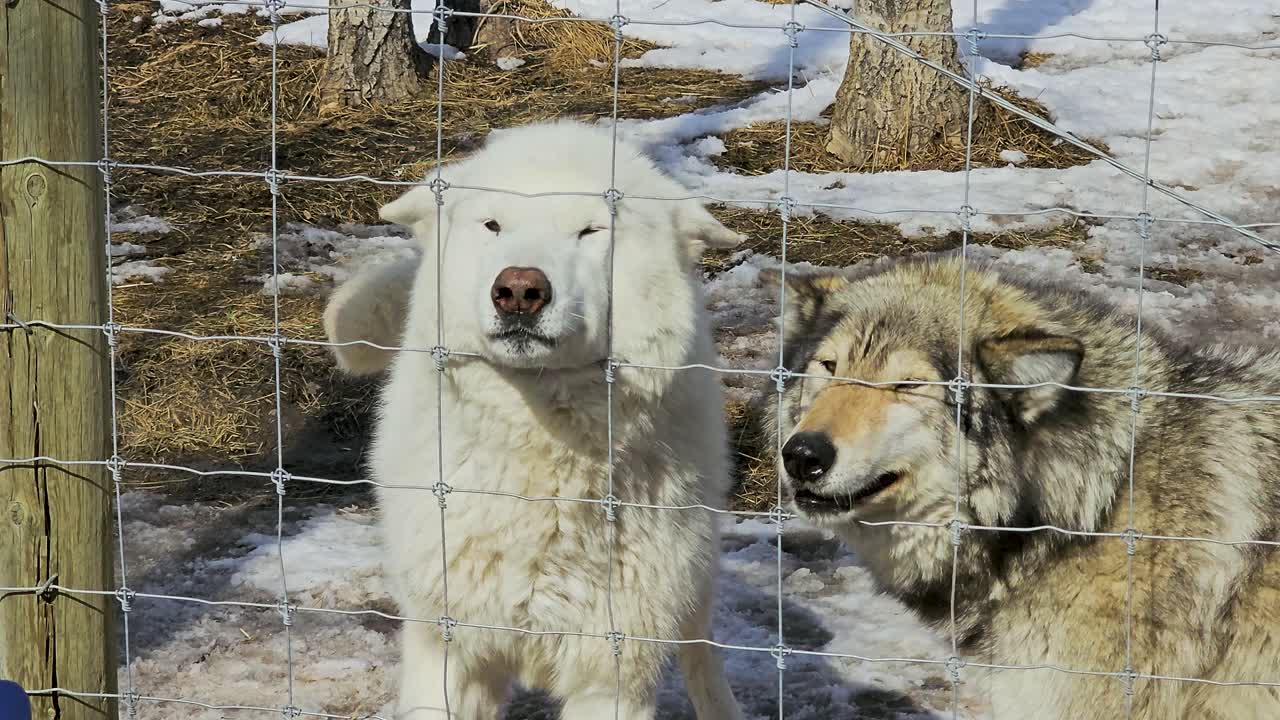 雪に覆われた囲いの中で給餌時間中にフェンスに集まるオオカミ。厚い毛皮、熱心な表情、管理された動物の世話を伴う、警戒した冬の野生動物のシーンを捉えている