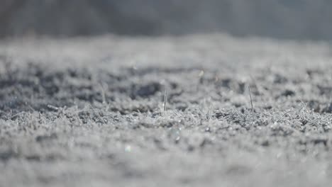 thin layer of the hoarfrost on the fragile dry grass