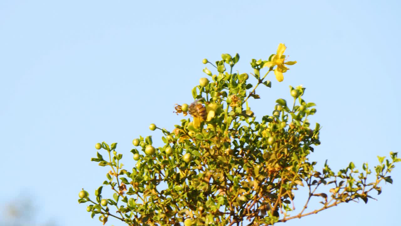 las abejas cosechan el polen de las flores amarillas del arbusto de creosota con un fondo de cielo azul