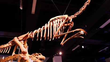 dinosaur skeletons displayed at melbourne museum exhibit