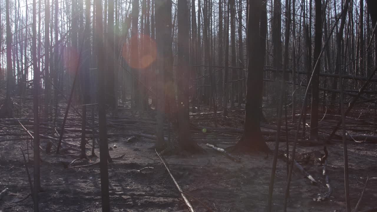 여름의 산불로 불타버린 숲