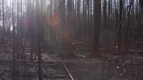 bosque quemado en un incendio forestal de verano