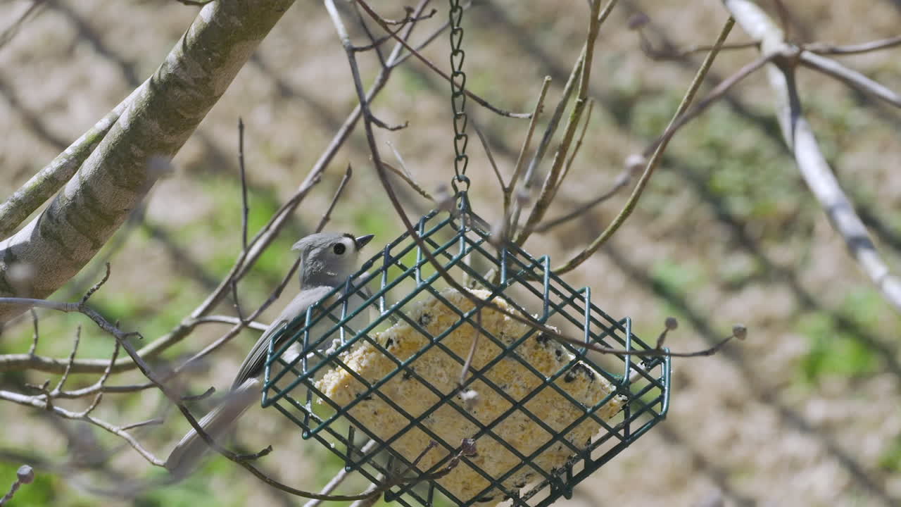 tufted titmouse en un comedero para pájaros sebo durante el final del invierno en carolina del sur