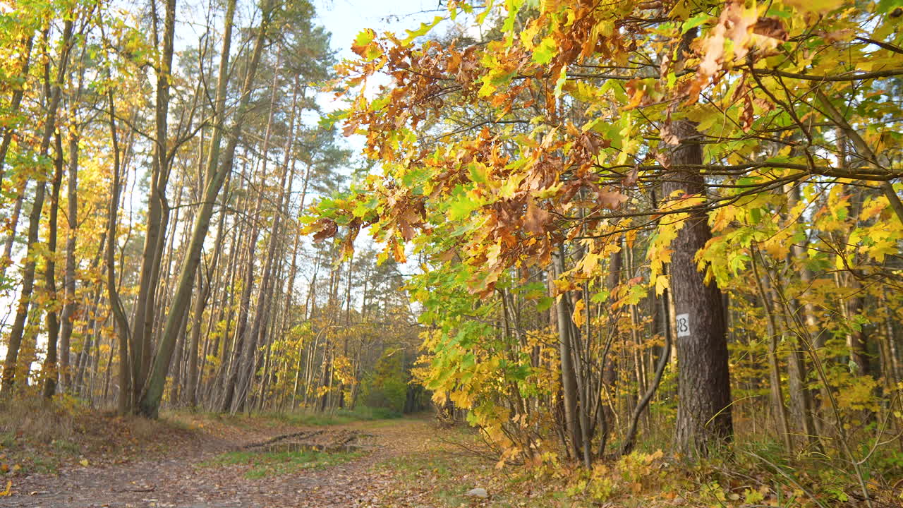 Colorful fall forest path, slow camera reverse