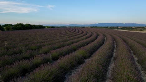 volando hacia atrás lentamente sobre un campo de lavanda en provenza, francia