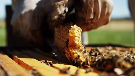 beekeeper removing honeycomb from beehive in apiary