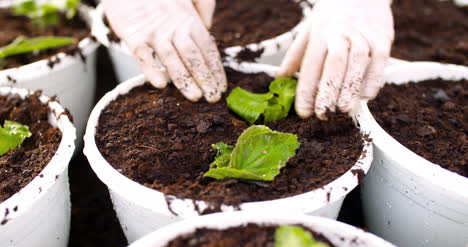 male botanist planting saplings in pots 8